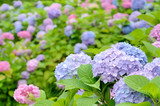 紫陽花の花畑

