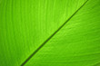 © ananaline - Close-up of green leaf abstract nature