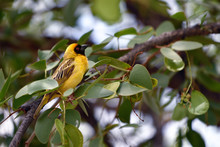 Yellow Masked Weaver Bird