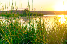 The Thick Grass On The Bank Of A Pond At Sunset