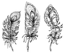 Peacock Feathers Artistic Drawing