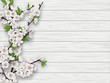 Spring blooming cherry branch on white old wood background. Realistic vector illustration.