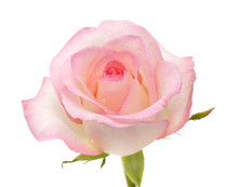 Gentle Pink Rose