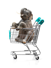Elephant In Shopping Cart