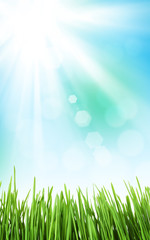 Poster - Sunny spring background with grass and sky