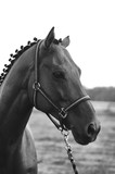 Fototapeta Konie - Black and white sport horse portrait in a halter