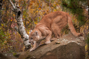 Wall Mural - adult male cougar (puma concolor) crouches on rock