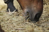 Fototapeta Konie - Horse eating hay close up