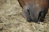 Fototapeta Konie - Horse eating hay close up