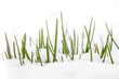 Spring grass in white snow
