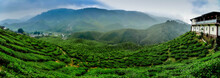 Wide View The Beautiful Tea Plantation At Cameron Highland, Malaysia. Hill Curve And Slope With Fog, Cloudy Sky With Cropped Image Restaurant.