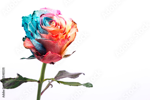 Obraz w ramie Rainbow Rose, close-up, macro.
