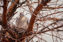 White Winged Dove Nesting In The Thicket