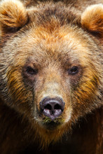 Brown Bear Portrait Looks In The Camera / Braunbär Porträt