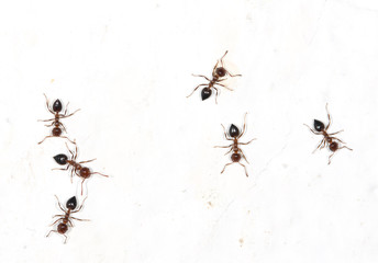 ants on a white wall with spots