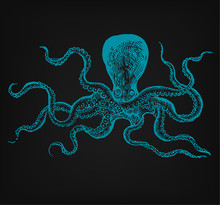 Octopus Hand Drawn Vector