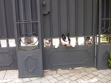 Small Black And White Cute Dogs Looking Through Closed Gate