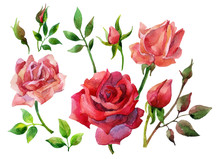 Set Of Isolated Elements Of Red Roses