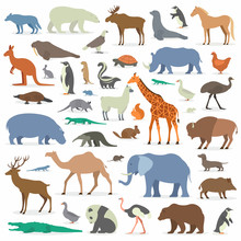Big Collection Animals