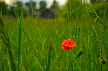 One red poppy in the meadow