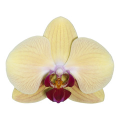 Aufkleber - Yellow orchid isolated on white