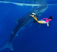 Girl Snorkeling With Whale Shark
