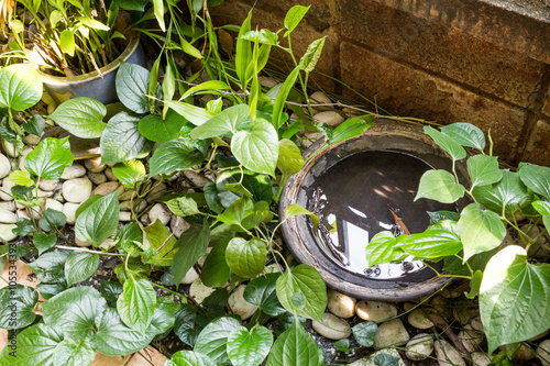 Fotografia, Obraz Trays stores stagnant water and breeding ground for mosquito