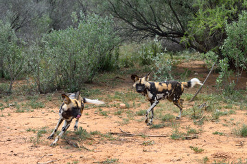 Wall Mural - african wild dog