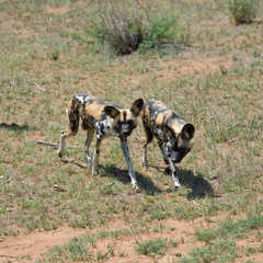 Wall Mural - african wild dog