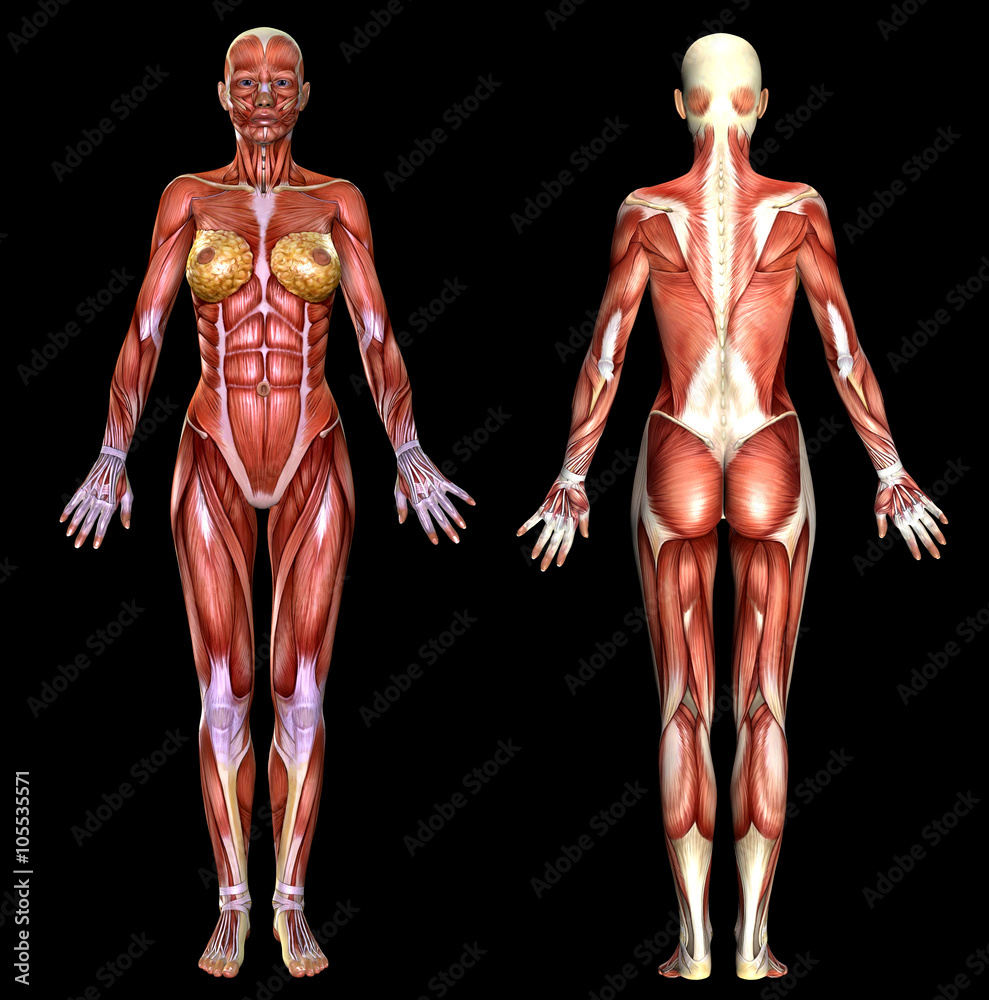 3D female body anatomy Stock Illustration | Adobe Stock