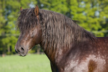 Portrait Of Nice Big Horse