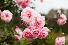 Background Of Bouquet Of Pink Blooming Rose Bush