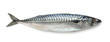 Fresh atlantic mackerel