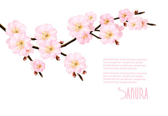 Wall Mural - Spring nature background with blossoming sakura branches. Vector