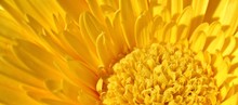 Close Up Of Beautiful Yellow Flower
