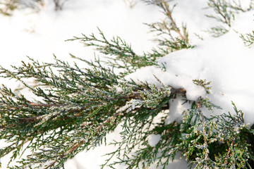 Canvas Print - Snowy bushes, closeup