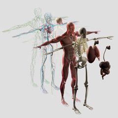 human anatomy exploded view, deconstructed. separate elements muscle, bone, organs, nervous system, 