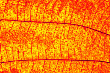 leaf texture