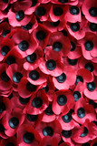 Fototapeta  - Poppy Appeal. Full frame detail of red poppies of remembrance in tribute to those lost their lives in the line of duty.
