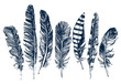 Hand drawn feathers on white background