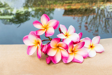 Wall Mural - group of beautiful sweet pink flower plumeria decorated on rock