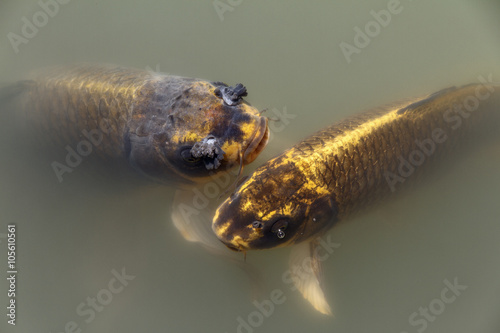 Fotografie, Obraz Gold carps in the lake. Japanese garden.
