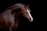 Fototapeta Konie - Brown horse isolated on black background