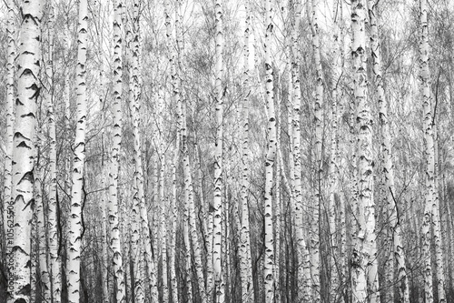 Obraz w ramie birch forest, black-white photo