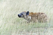 Hyenas in the savannah