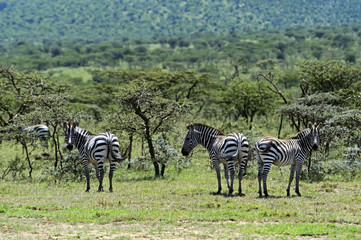 Wall Mural - Zebra in the Masai Mara