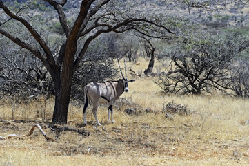 Wall Mural - Oryx gazella in the savannah