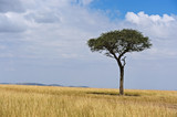 Fototapeta Sawanna - Tree Masai Mara