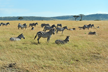 Wall Mural - Zebra in the Masai Mara