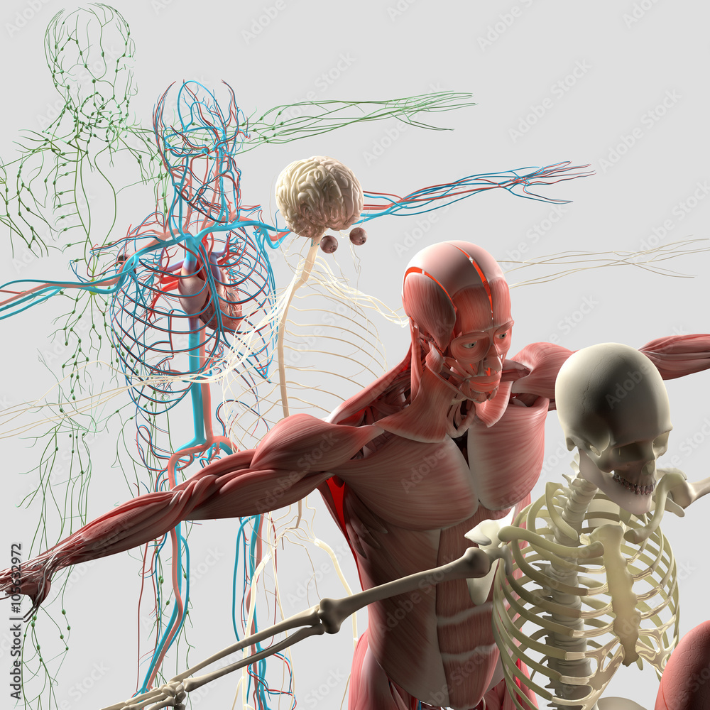 Human anatomy exploded view, deconstructed showing separate parts, muscles, organs, bones. Creative color palettes and designer detail. - obrazy, fototapety, plakaty 